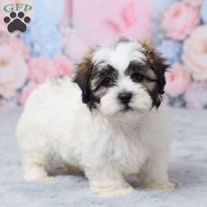 Mason, Teddy Bear Puppy
